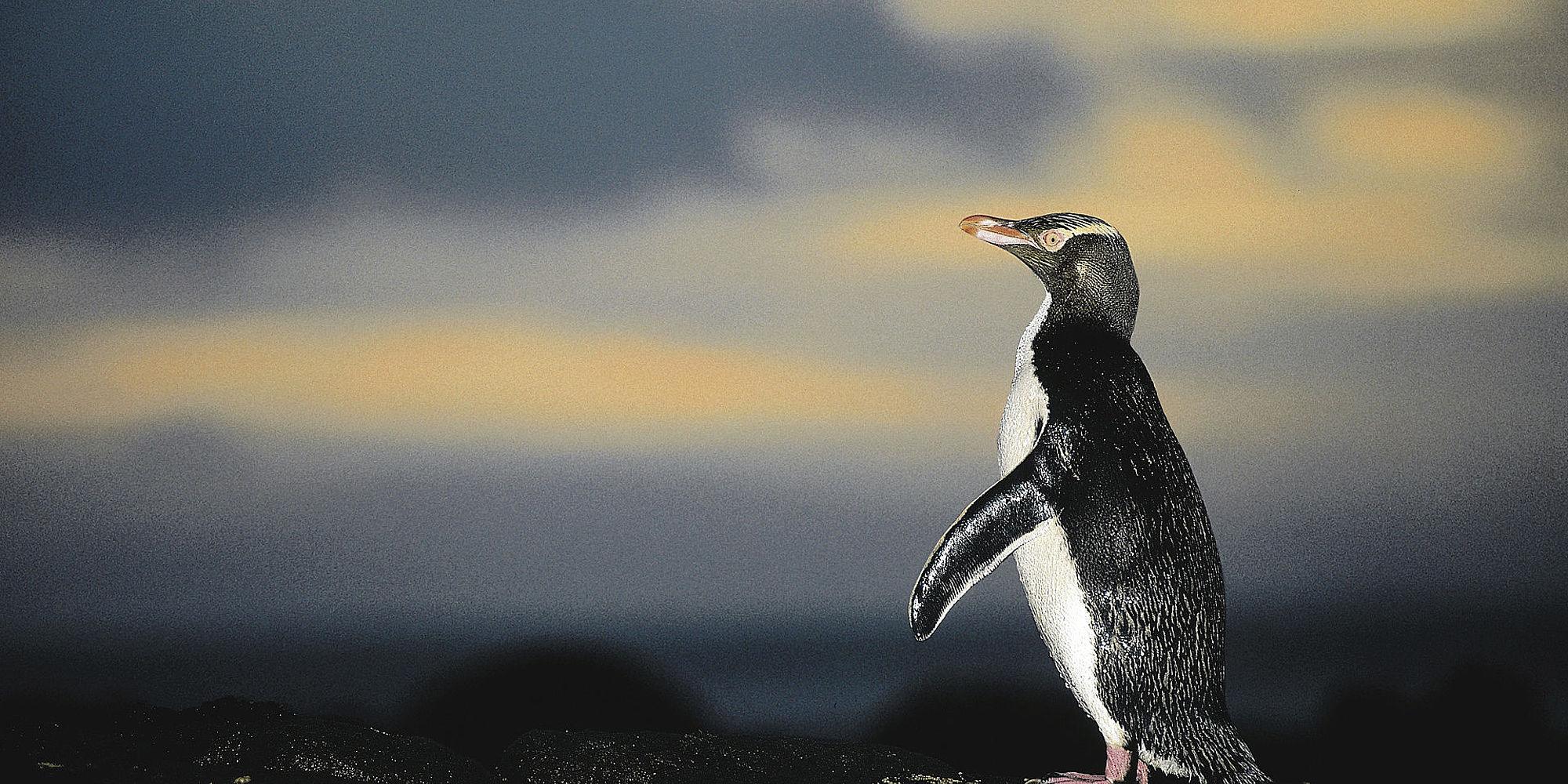 csm_Penguin_Otago_Peninsula_d8b50851ba