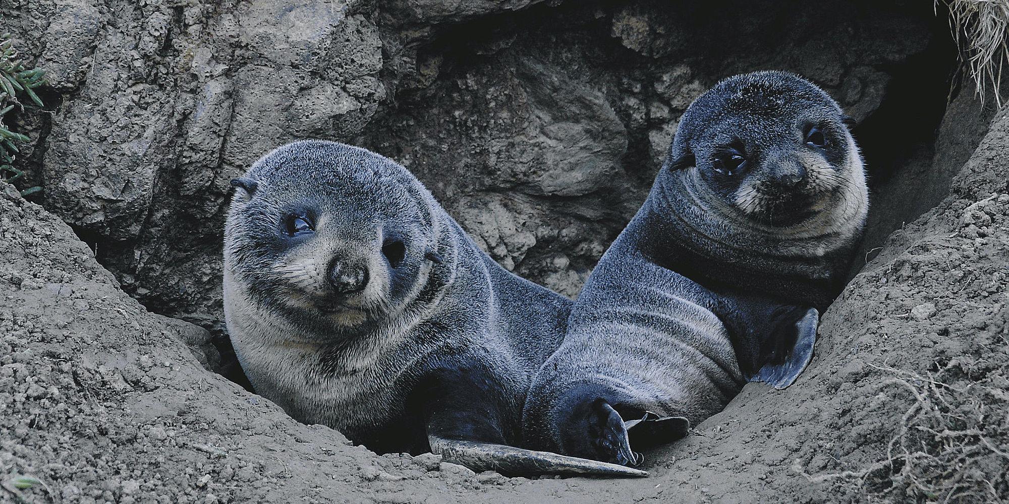 csm_Zeehonden__otago_peninsula_a1e7c74b3d