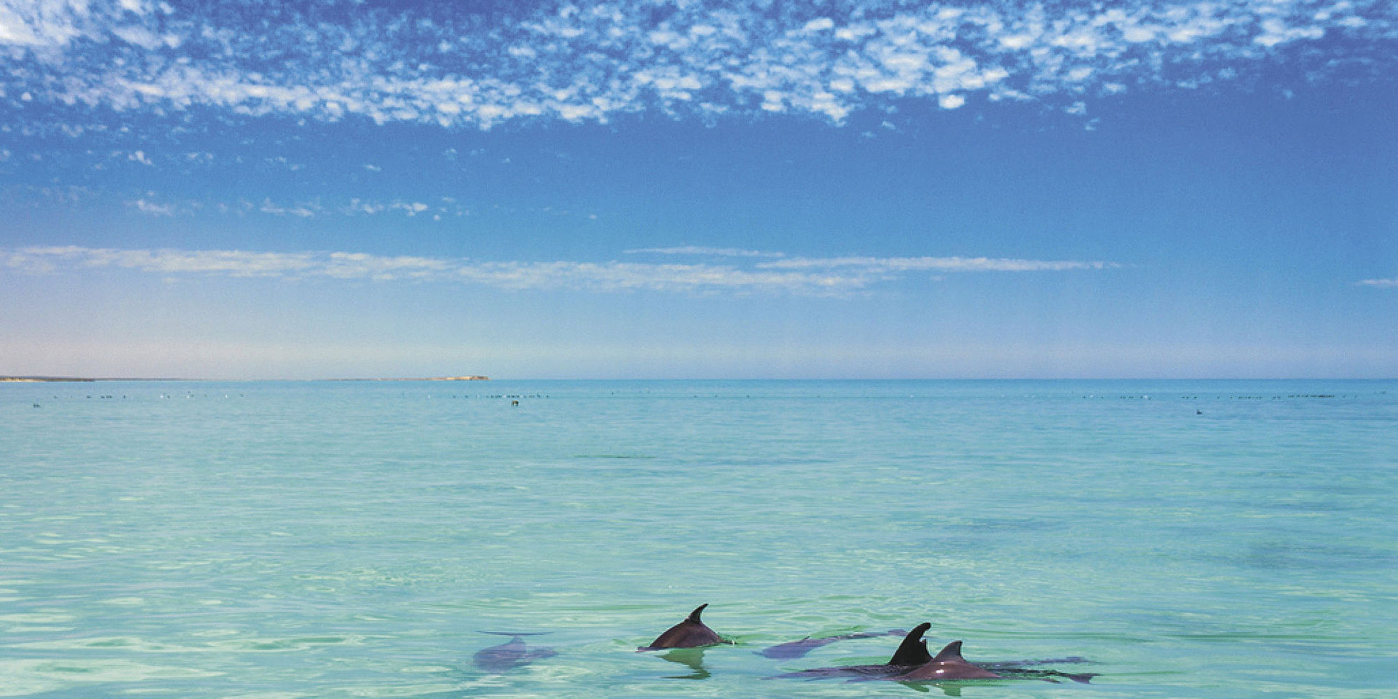 Dolphin Define Dirk Hartog Island