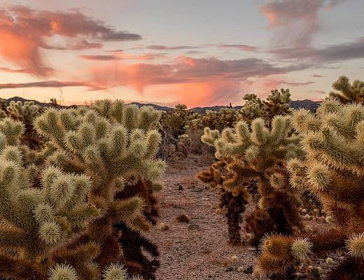 Joshua Tree National Park | Vakantie Amerika