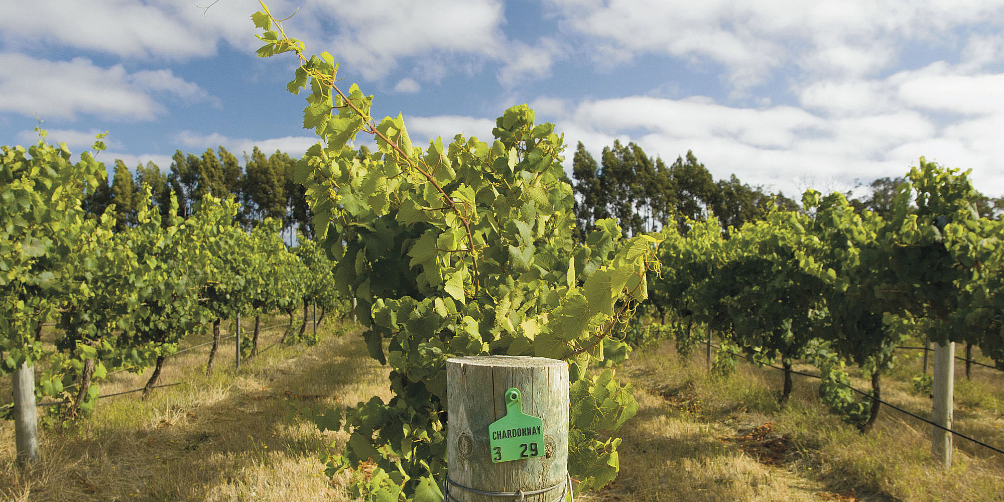 Margaret River wijngaard