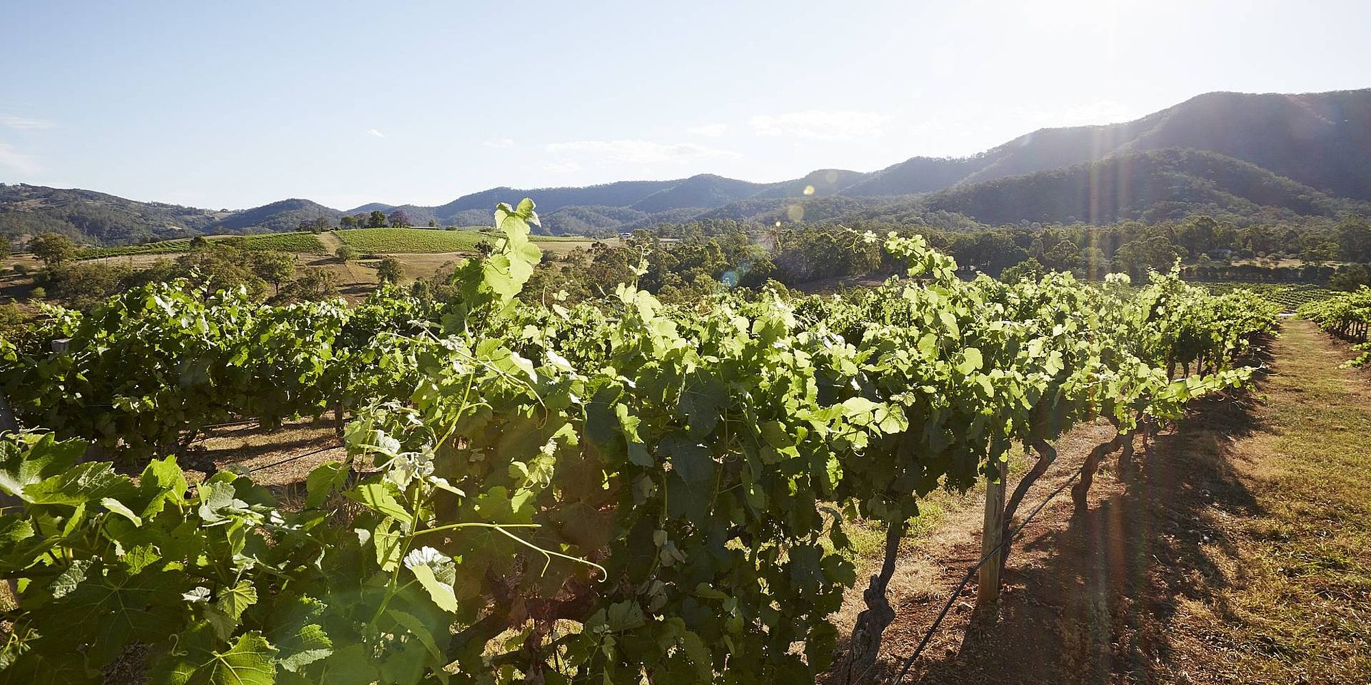 Hunter Valley wijngaard | rondreis Australië