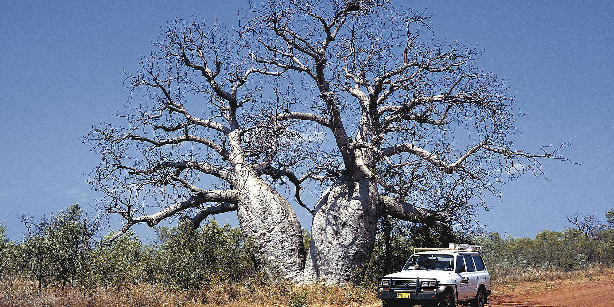 Boabab tree Gibb River Road