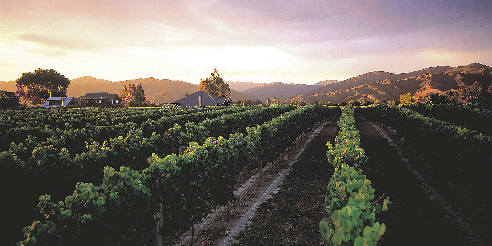 Vineyards of Marlborough Saint Clair