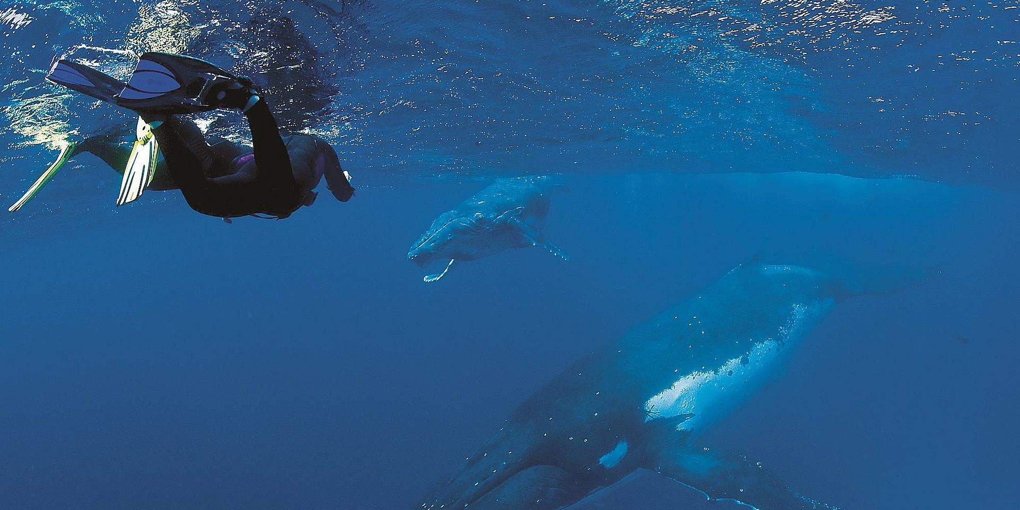 Fiji duiken | rondreis fiji tonga