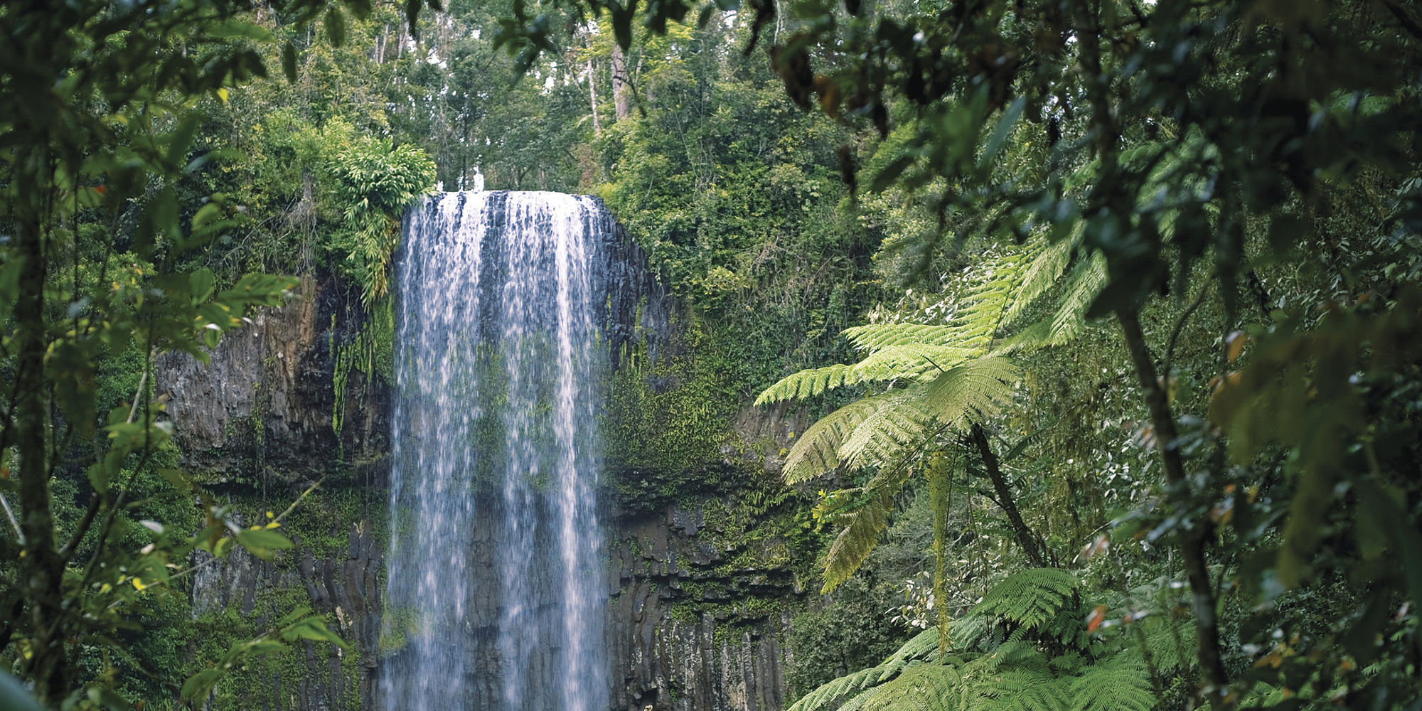 Millaa Millaa Falls | Atherton Tablelands