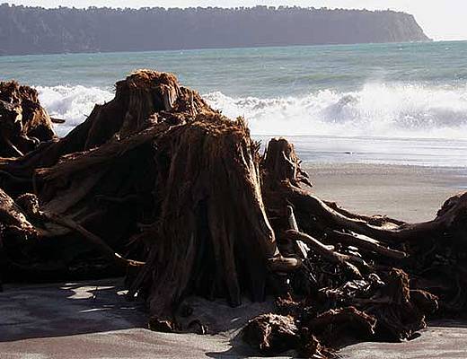 Haast Pass | Rondreis Nieuw-Zeeland
