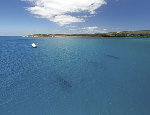 Walvissen spotten in het zuidwesten