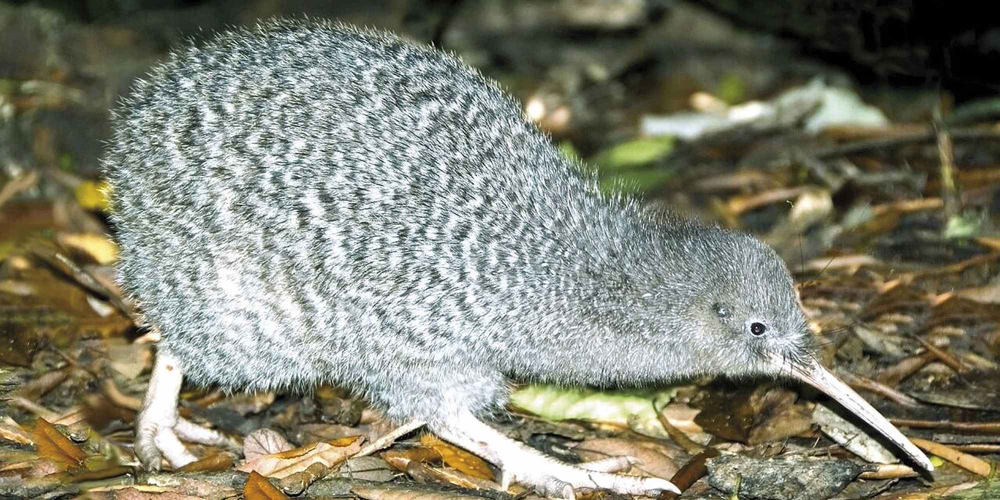 Kiwi | Kapiti Island