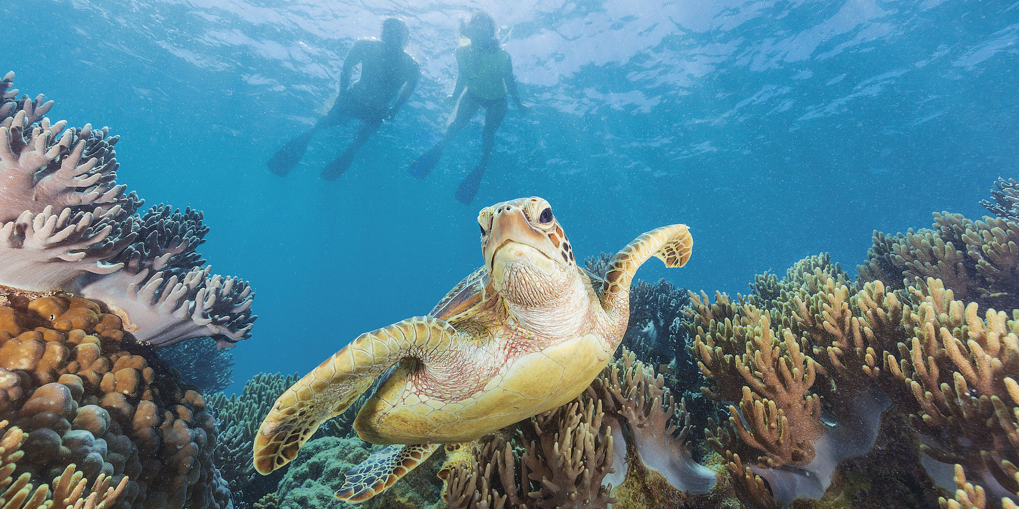 Great Barrier Reef | rondreis Australië