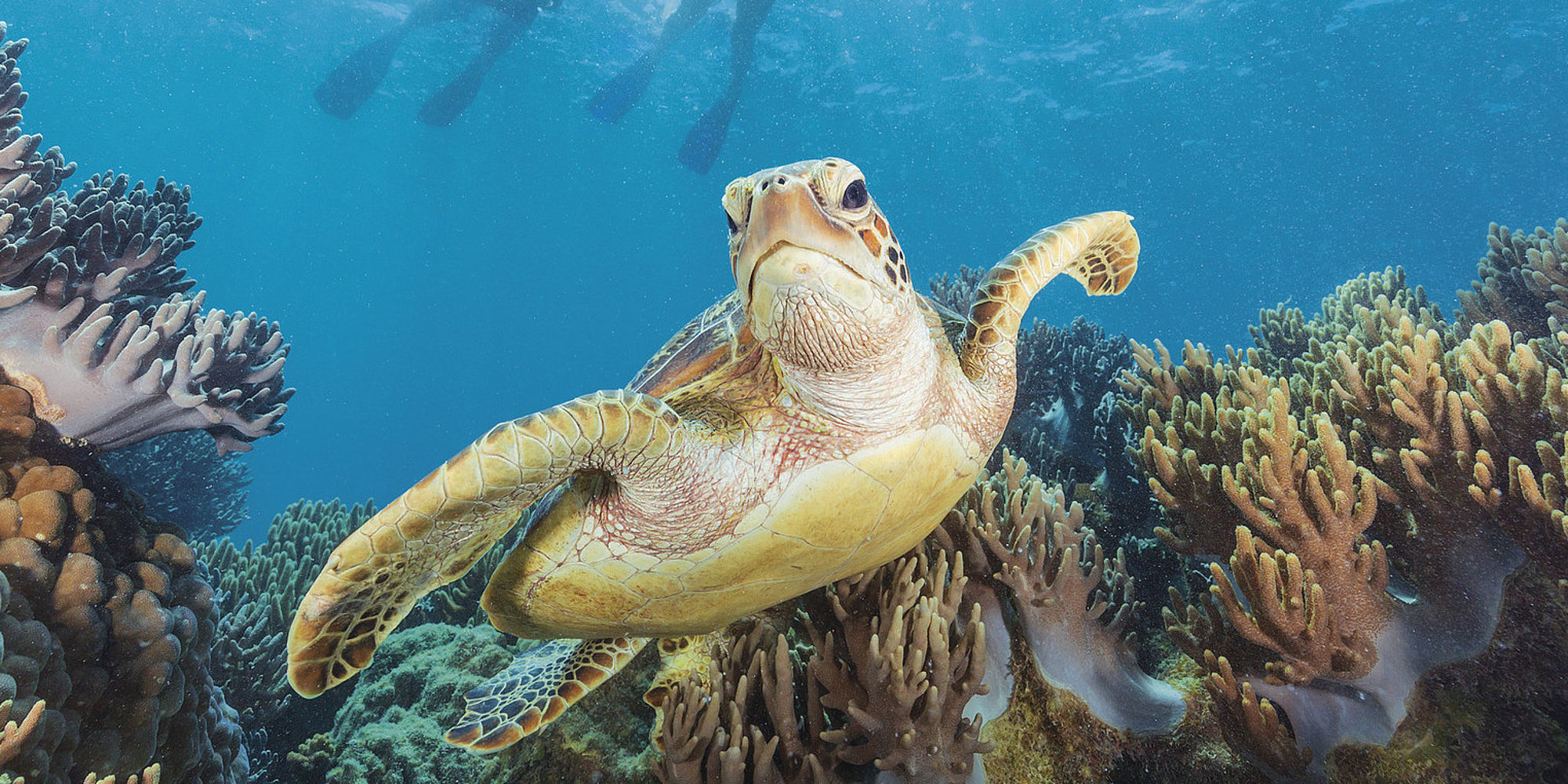 Schildpad | Great Barrier Reef | rondreis Australië
