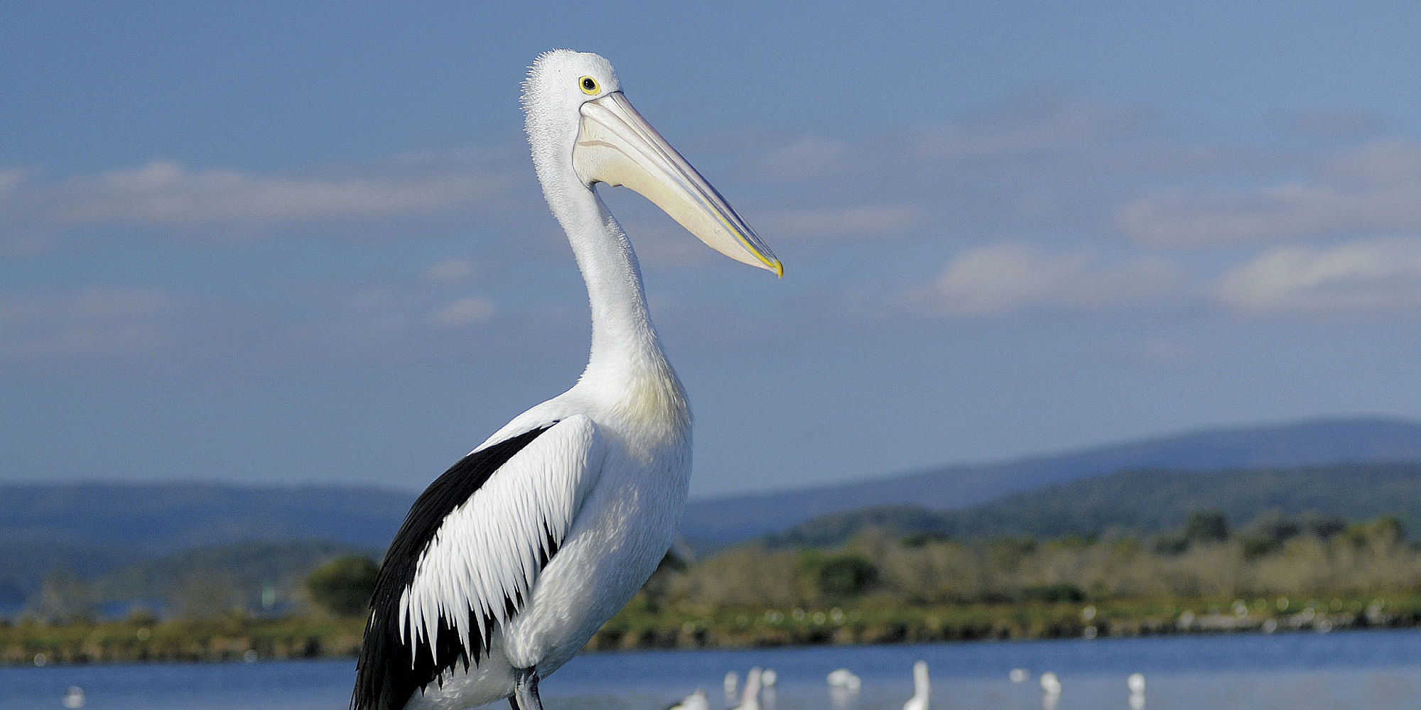 Pelikaan bij Mallacoota