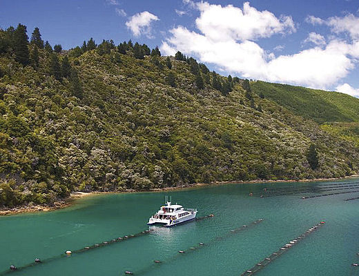 Greenshell Mussel Cruise