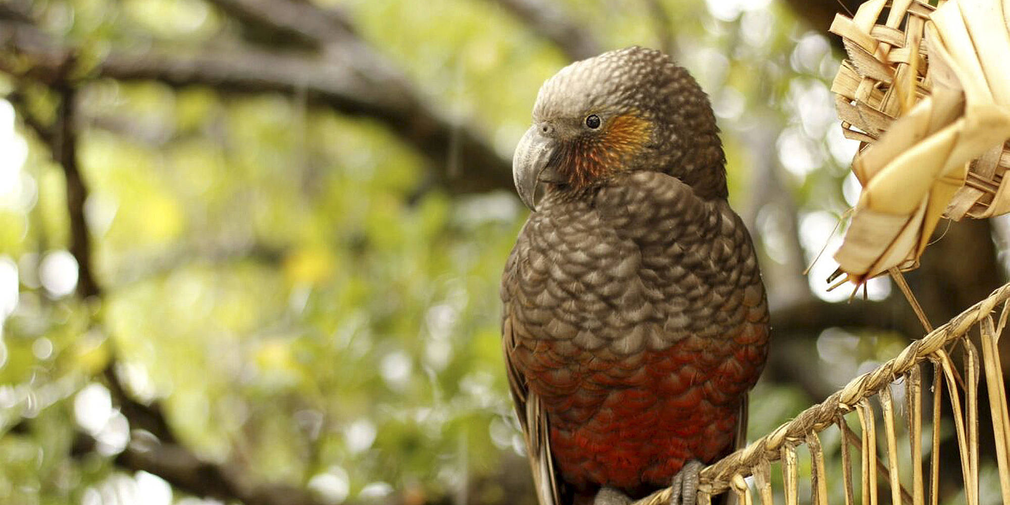 Kaka Bird | Kapiti Island