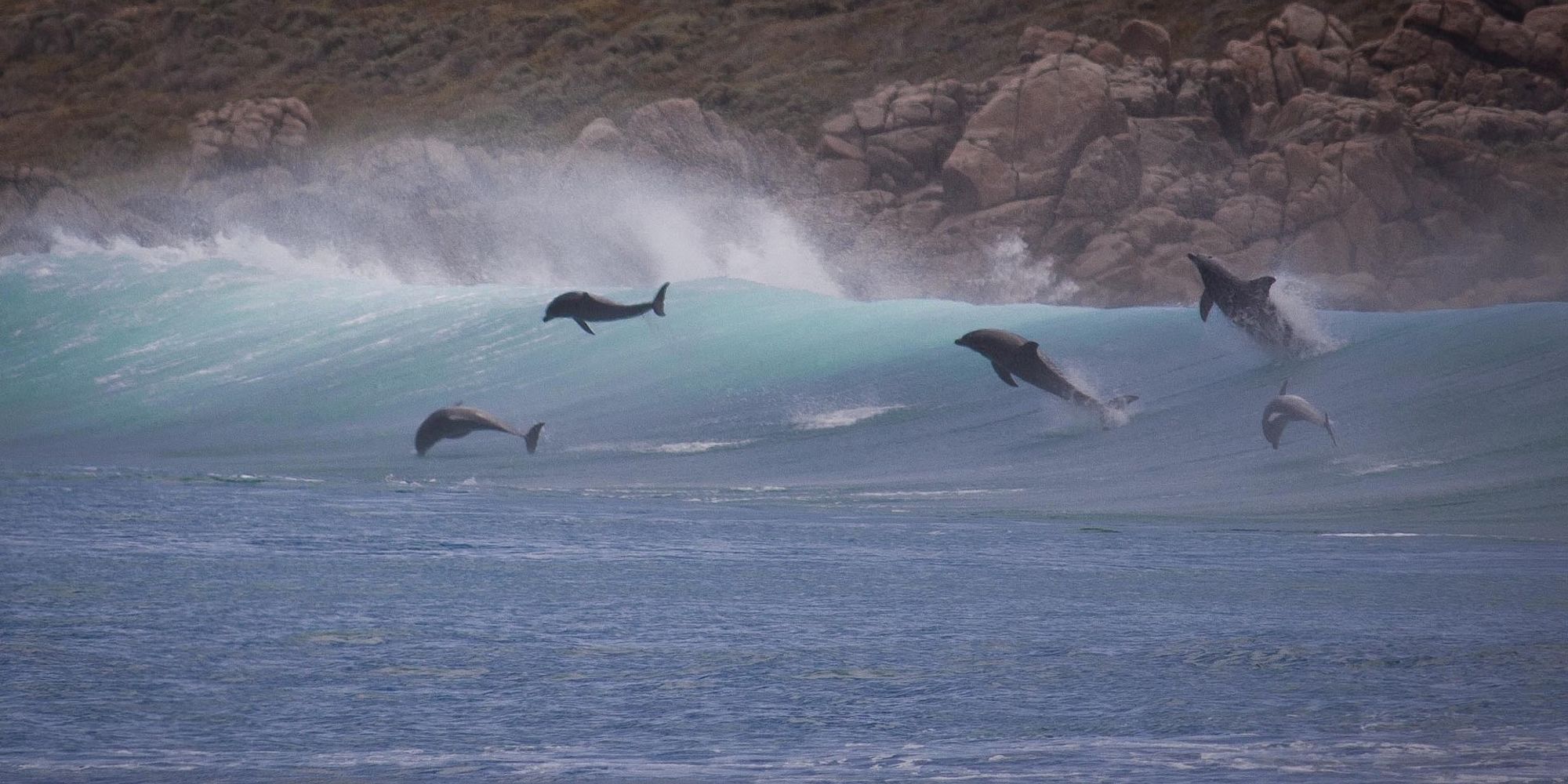 Dolfijnen bij Yallingup Beach | rondreis australie