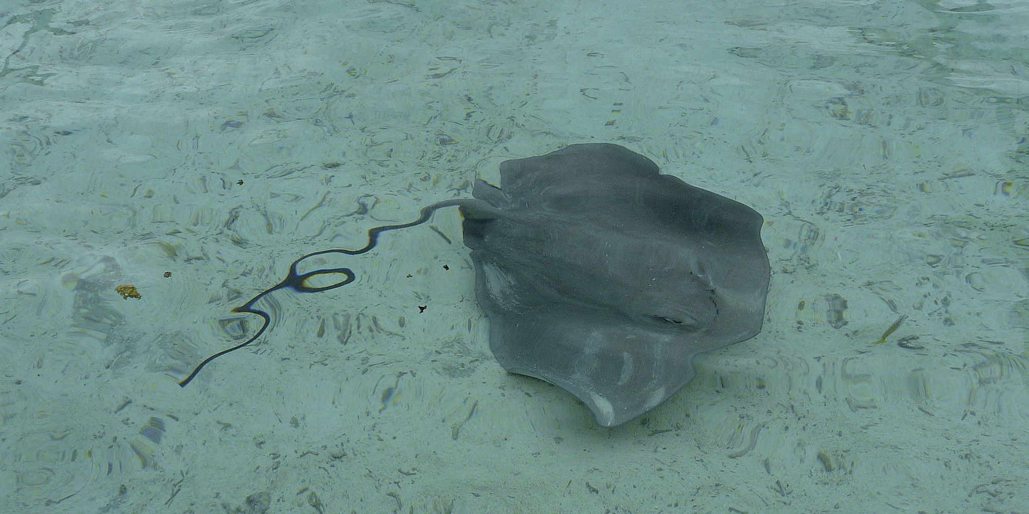 Rog Motu Tapu Picknick