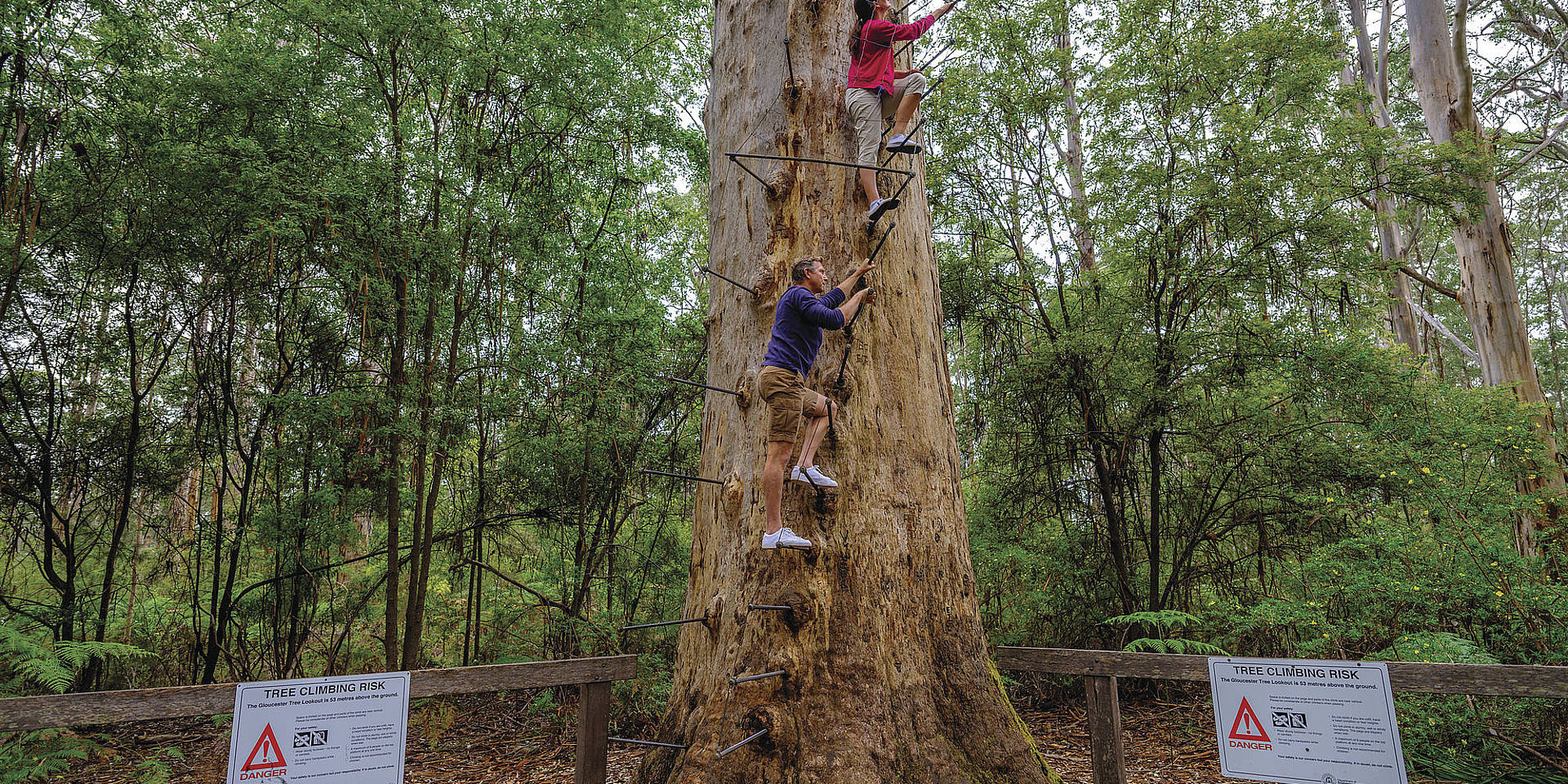Pemberton Gloucester Tree | rondreis Australië