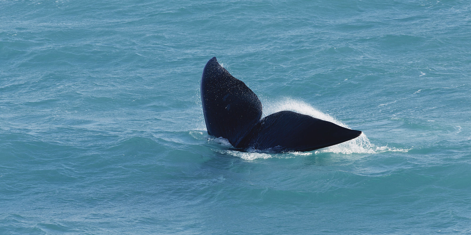 Head of Bight walvis | rondreis Australië