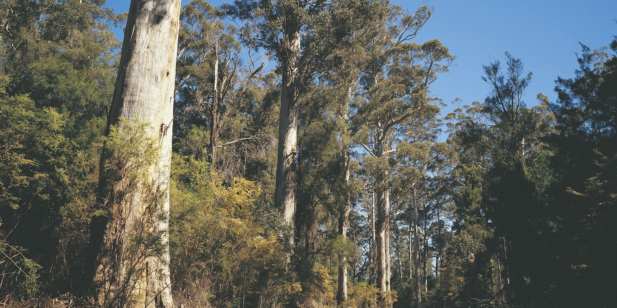 Walpole Karri bomen | rondreis Australië