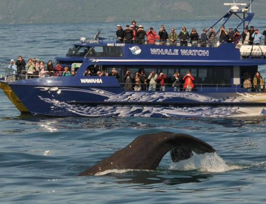 Whale Watching Kaikoura | Excursie Nieuw-Zeeland