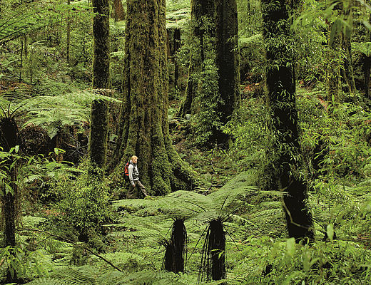 Whirinaki Forest ©Neil R Hutton
