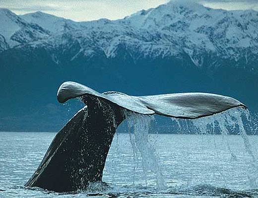 Kaikoura | Rondreis Nieuw-Zeeland