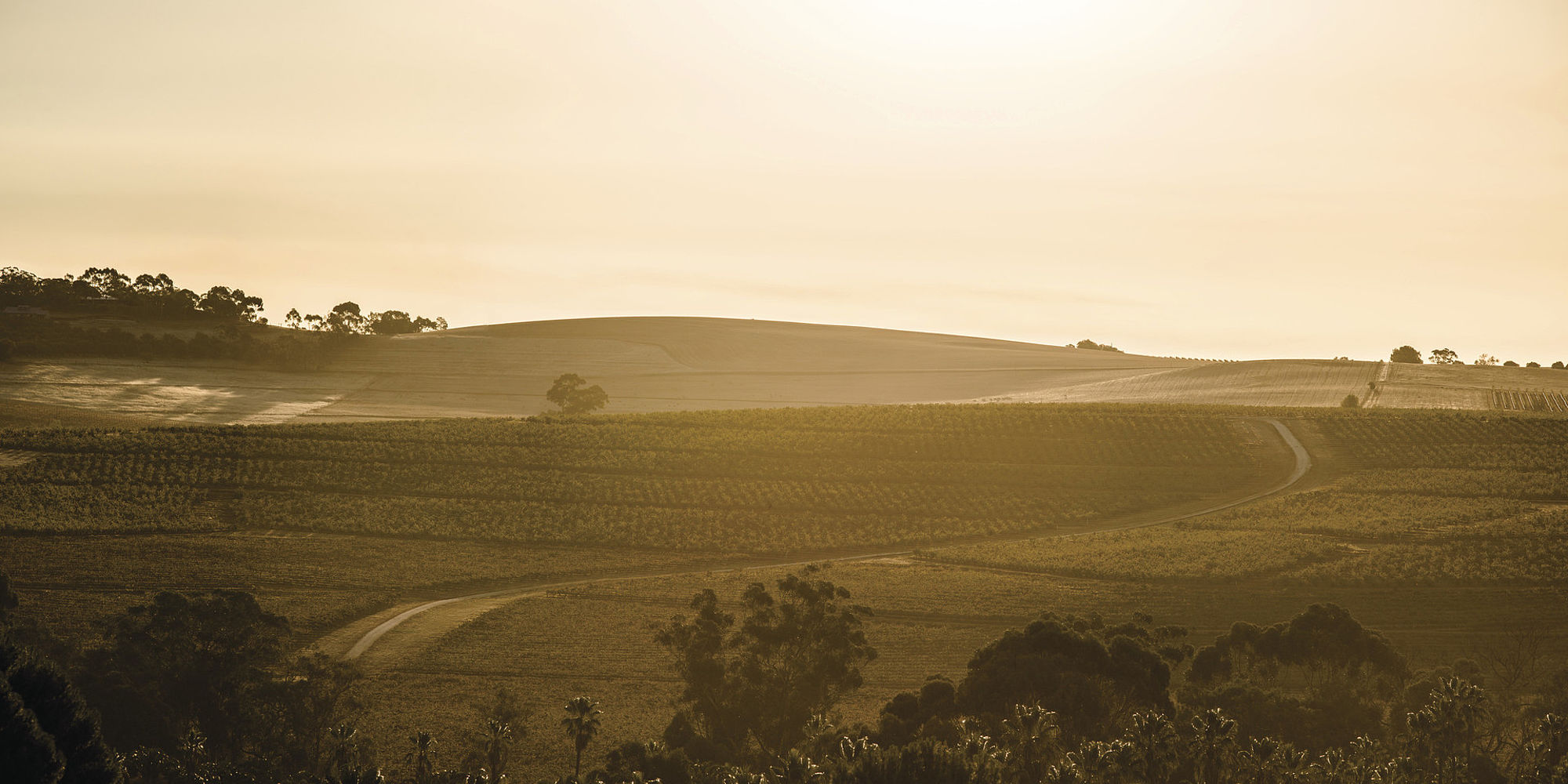 Wijngaard Barossa Valley | Seppeltsfield