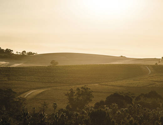 Barossa Valley wijngaard | rondreis Australië 