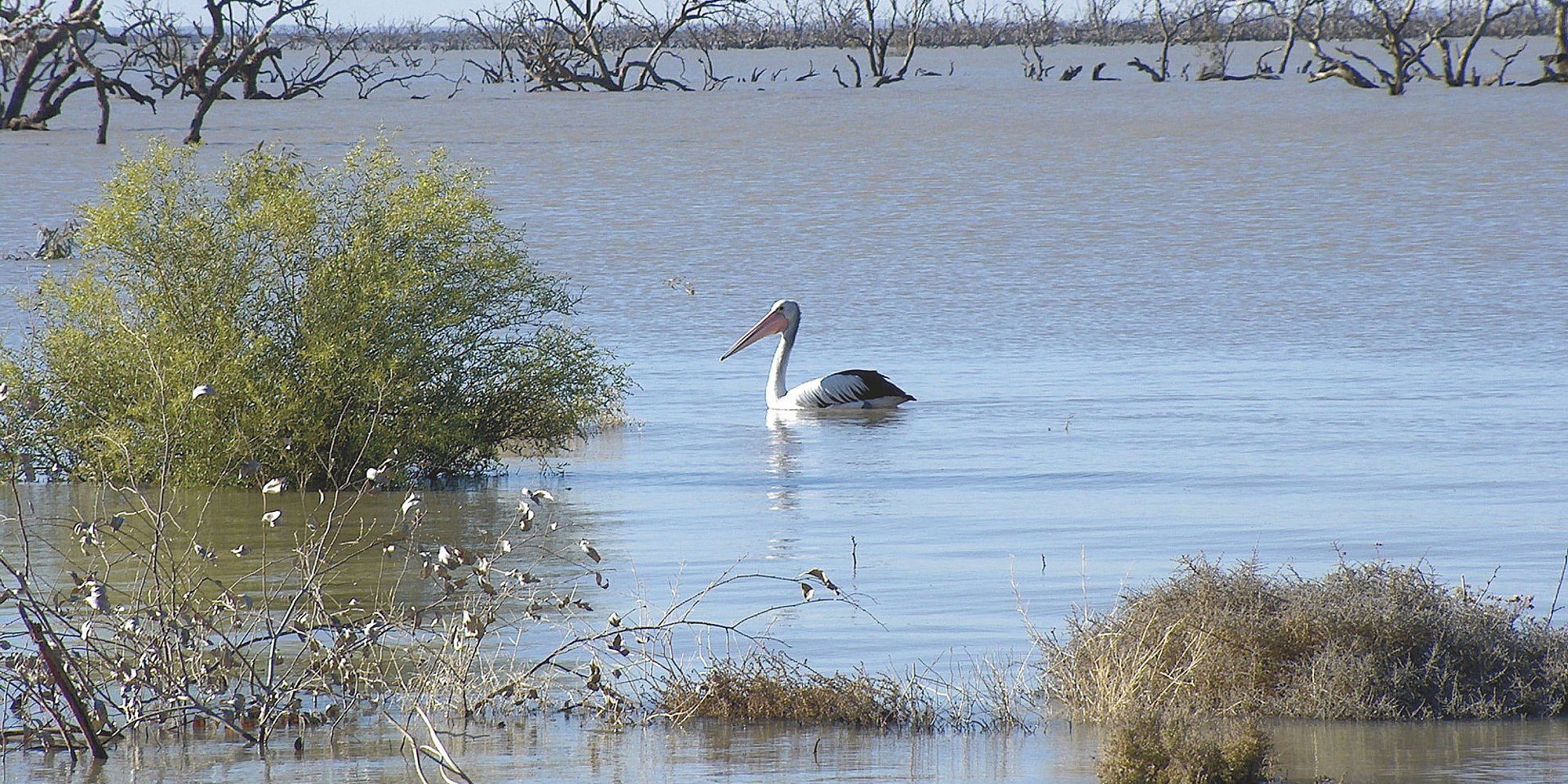 Broken Hill, Menindee Lakes