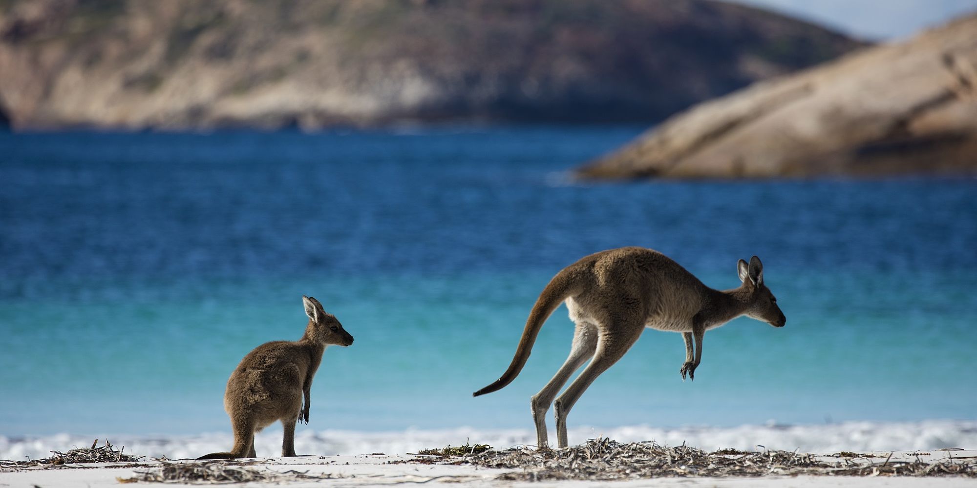Lucky Bay Kangoeroes | rondreis Australië