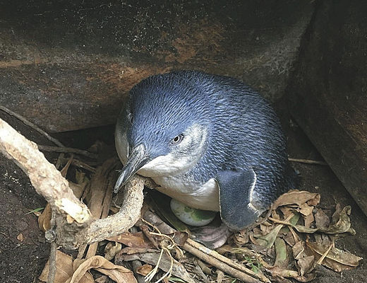 Blue Penguin Colony