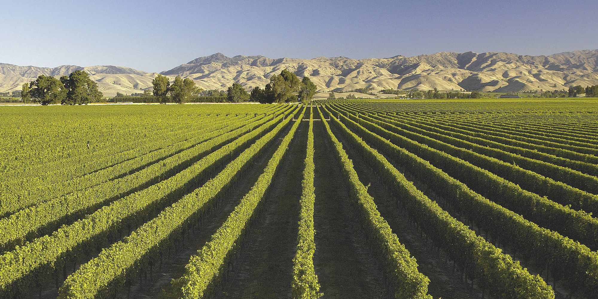 Classic New-Zealand Winetrail | selfdrives nieuw zeeland