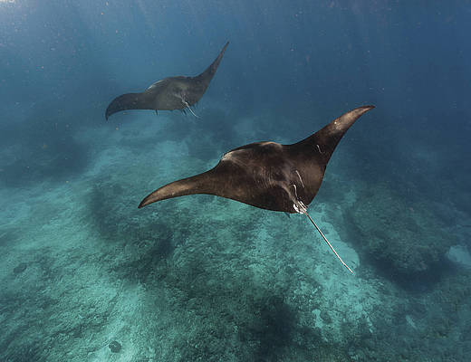 Mantaroggen | Ningaloo Reef