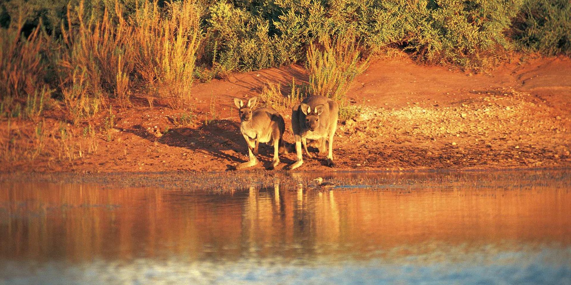 Kangoeroes | South Australia