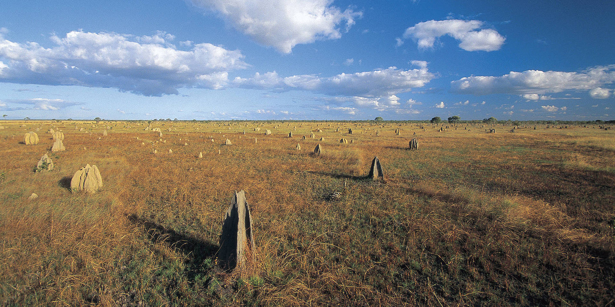 Lakefield National Park mierenheuvels | rondreis Australië