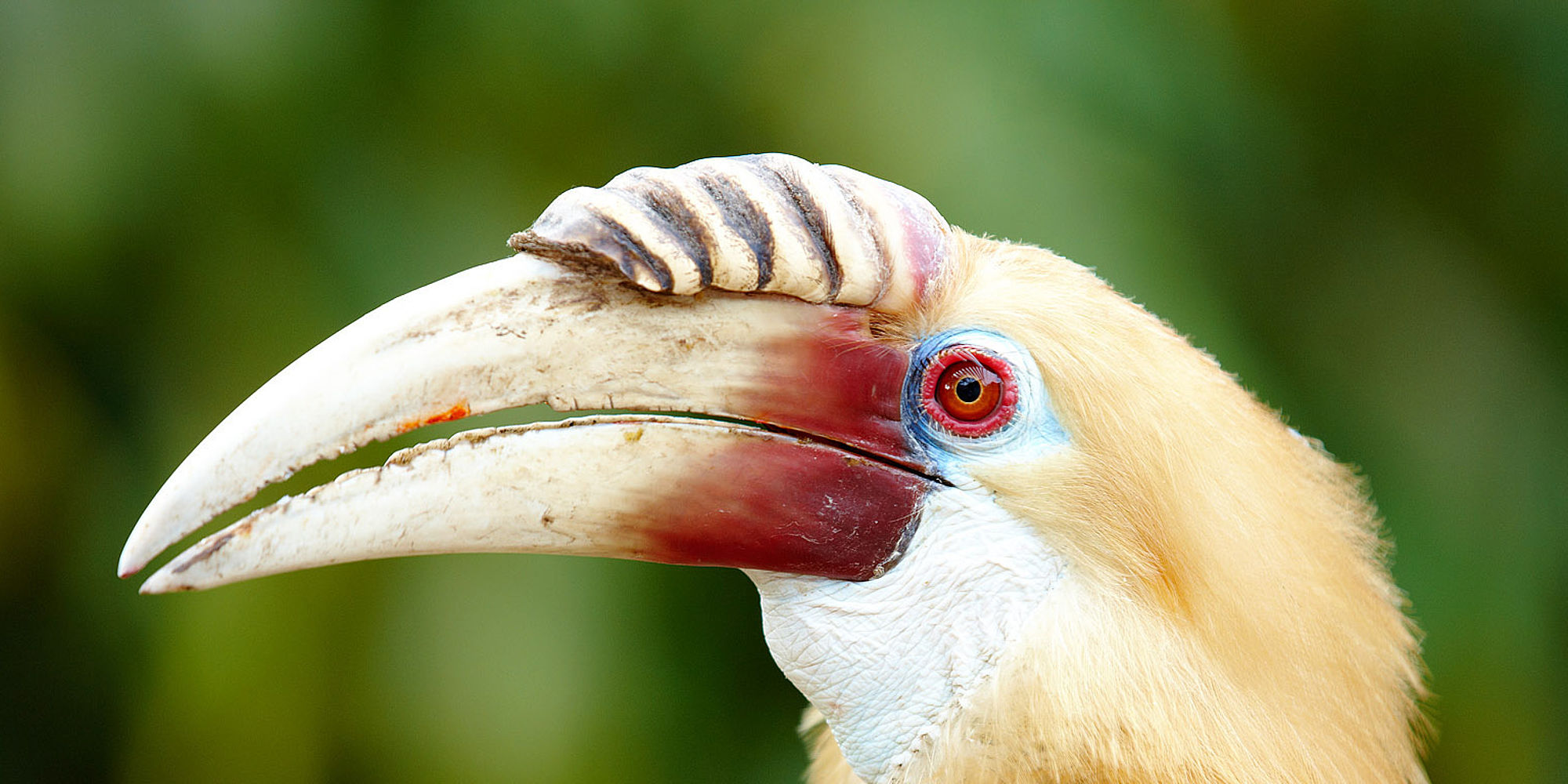 Neushoornvogel | Papoea Nieuw Guinea