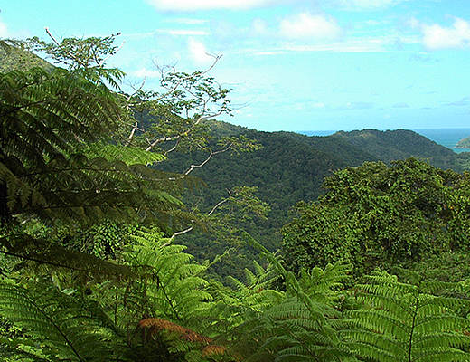 Daintree NP | excursies Australië