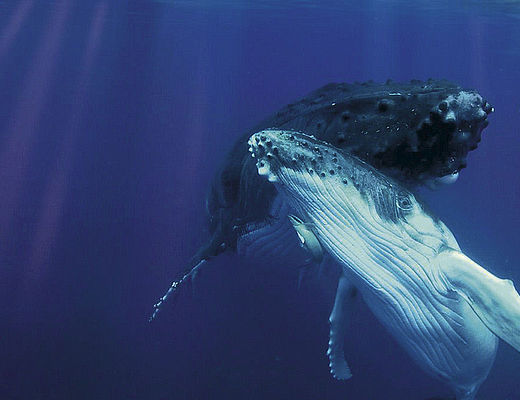 Zwemmen met walvissen