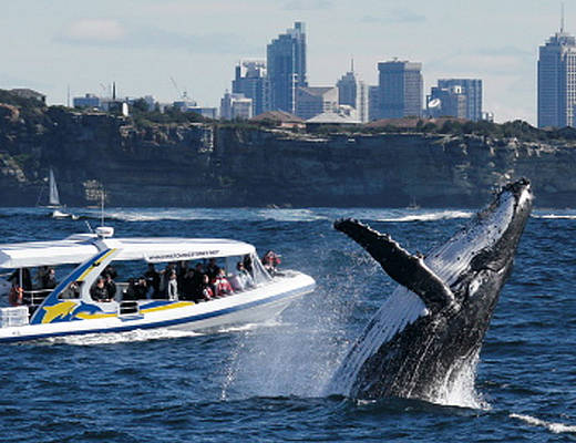 Whale Watching Sydney | excursies Australië