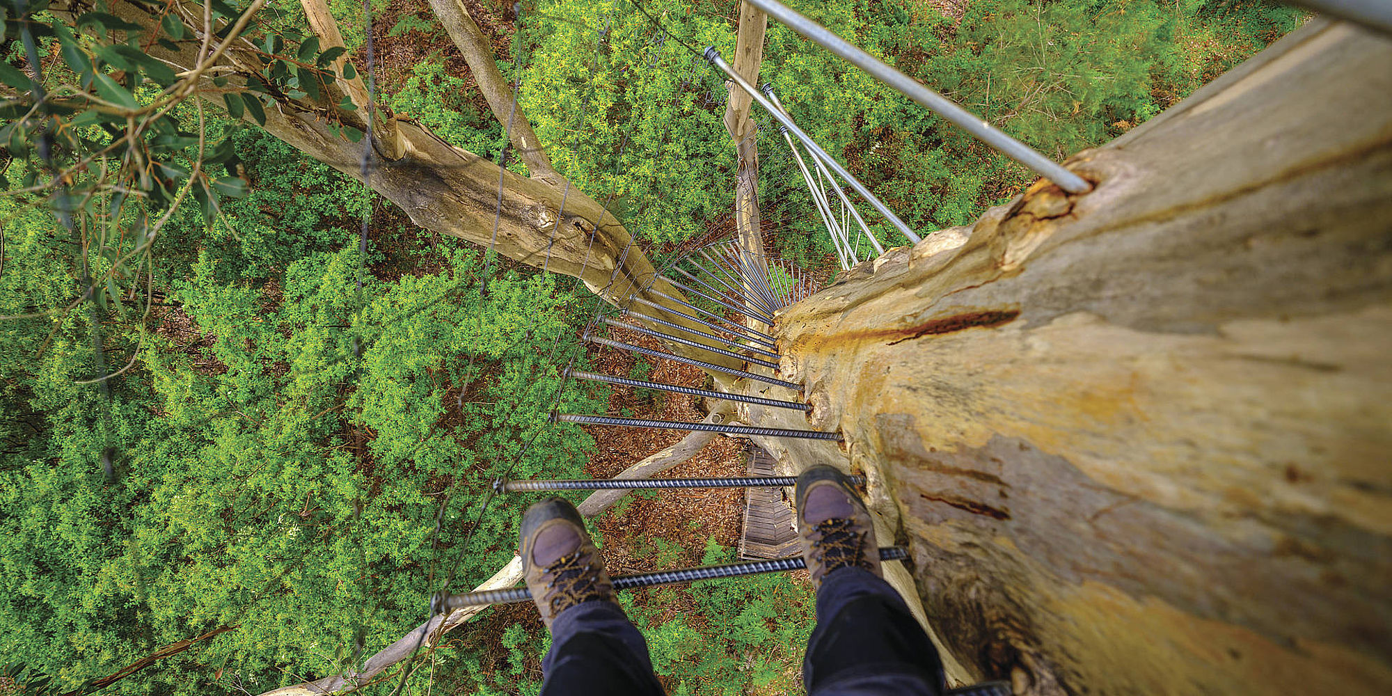 Gloucester Tree | Pemberton