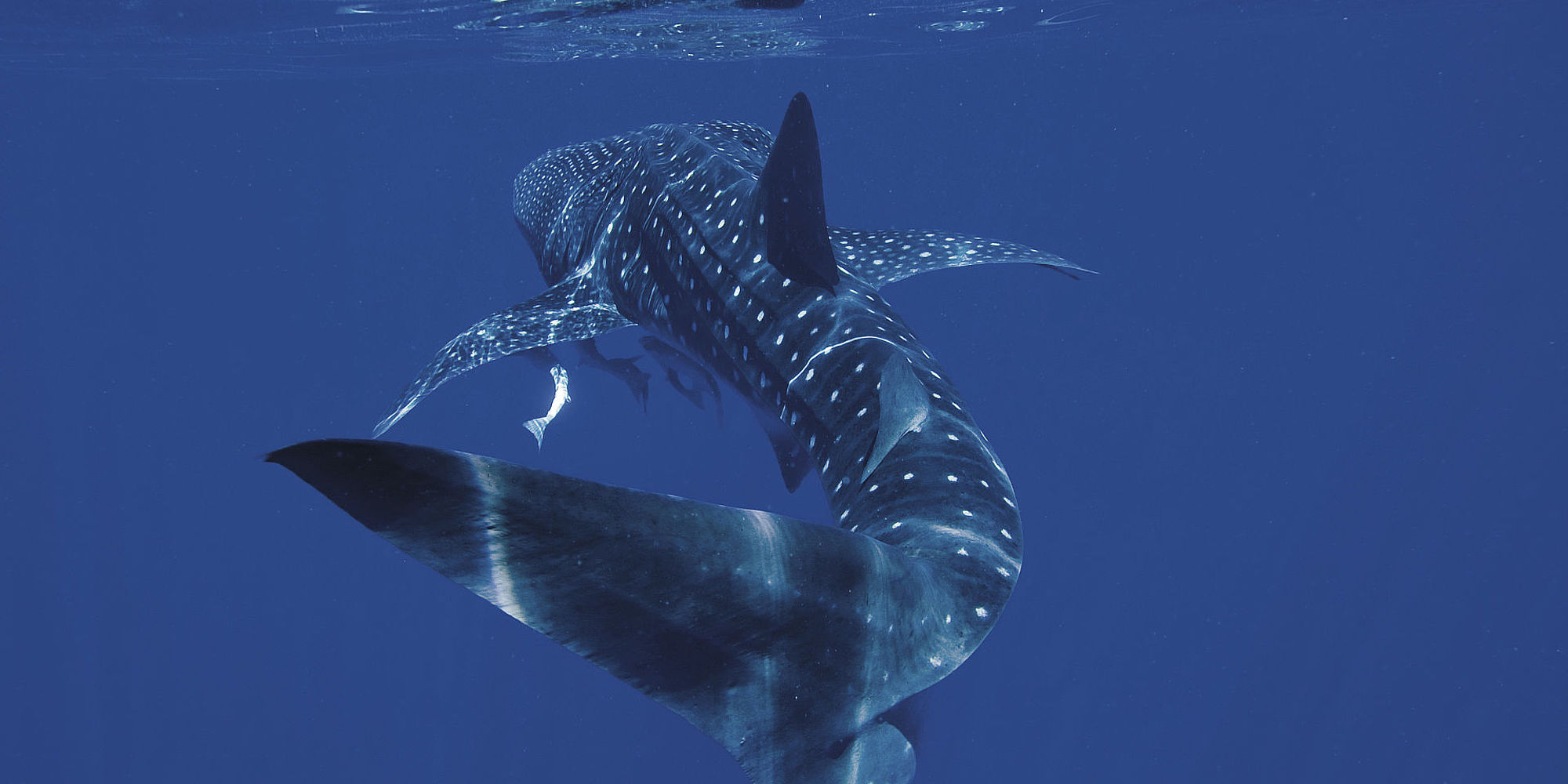 Snorkelen met Walvishaaien bij Ningaloo Reef
