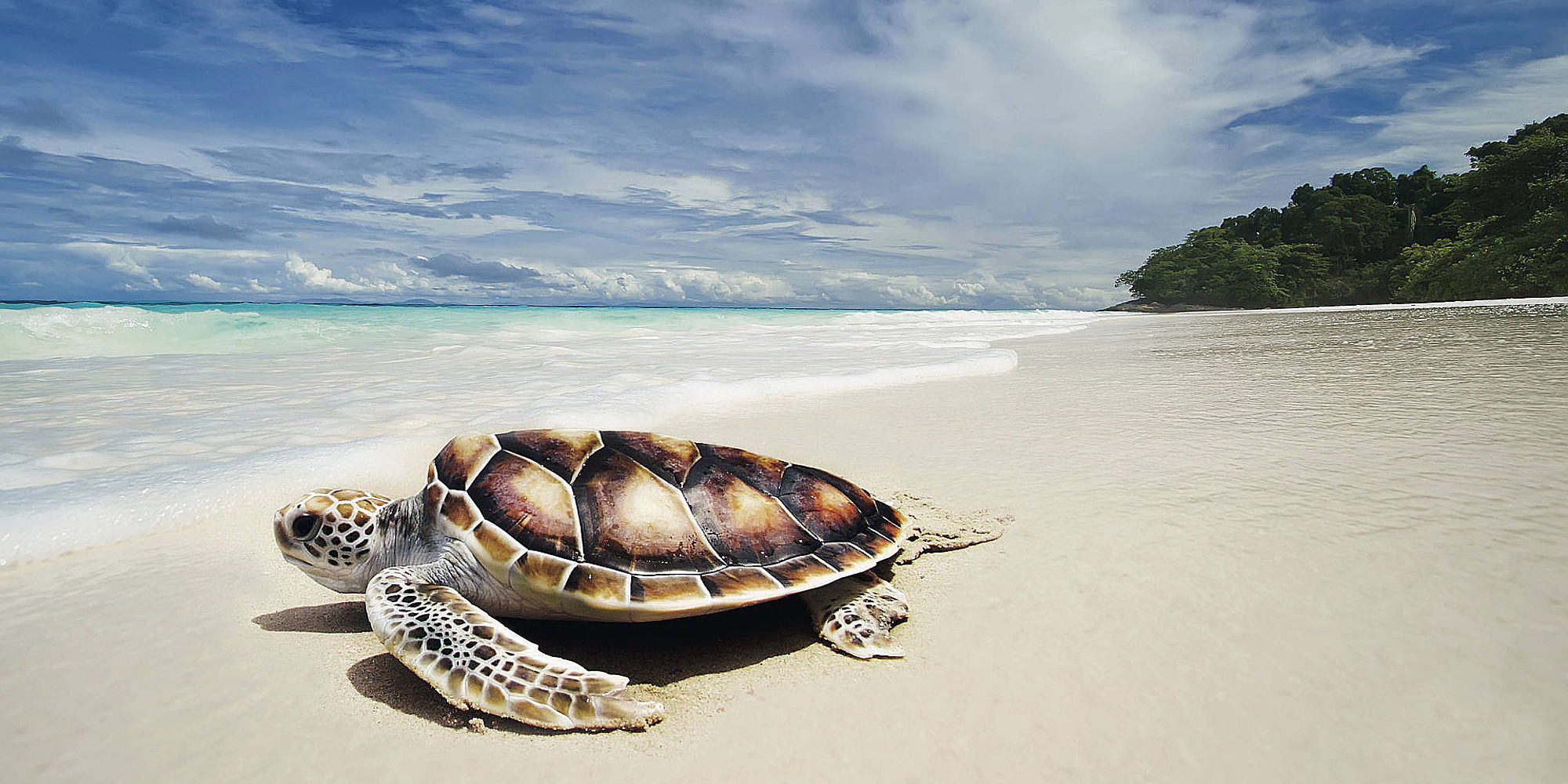 Savaii strand schildpad | vakantie samoa