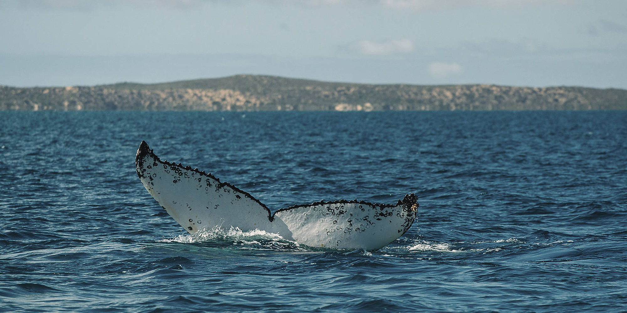 Humpback Whale | australie