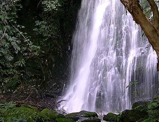 Catlins Forest Park | Rondreizen Nieuw-Zeeland