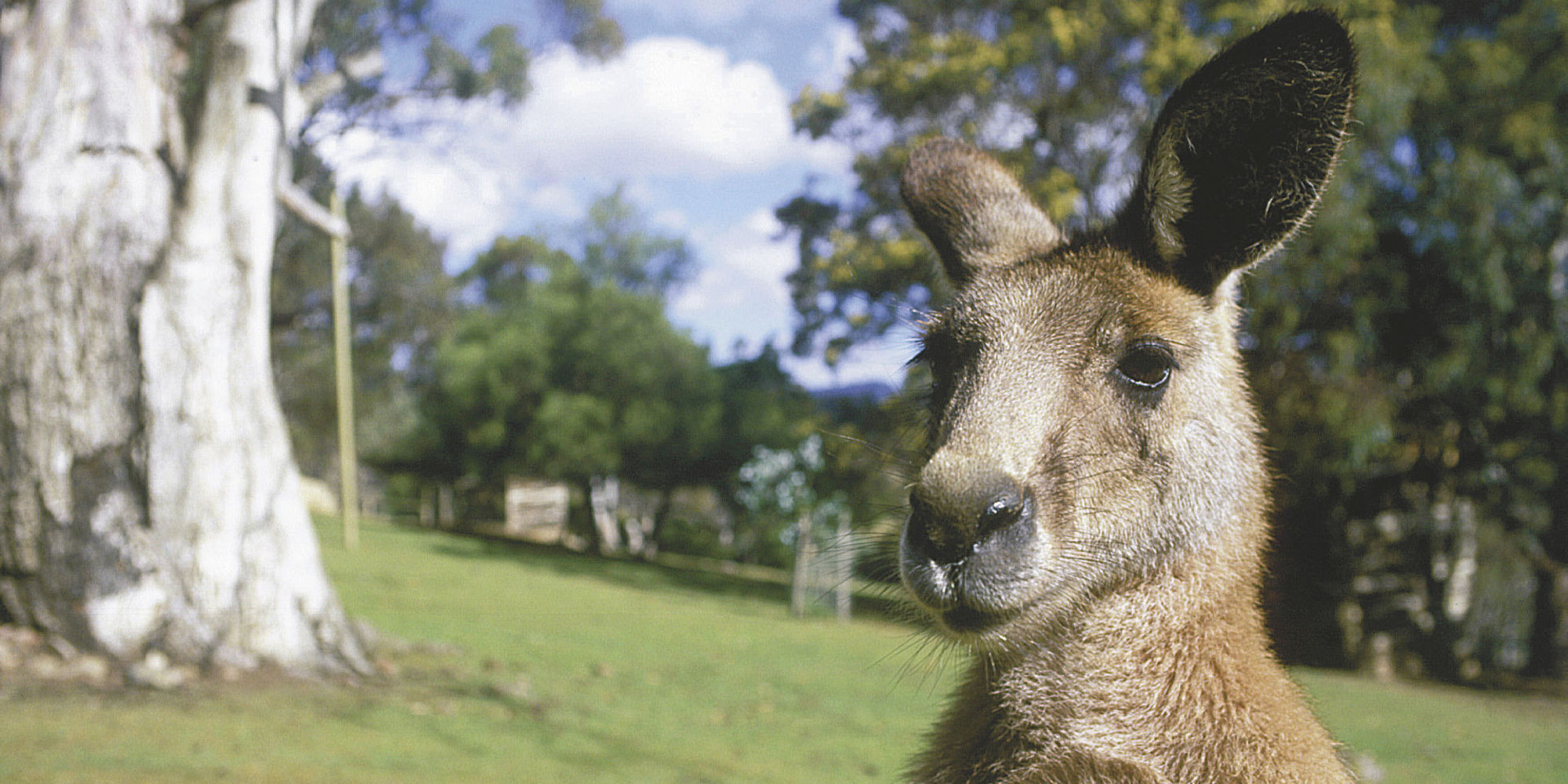 Oog in oog met een kangoeroe