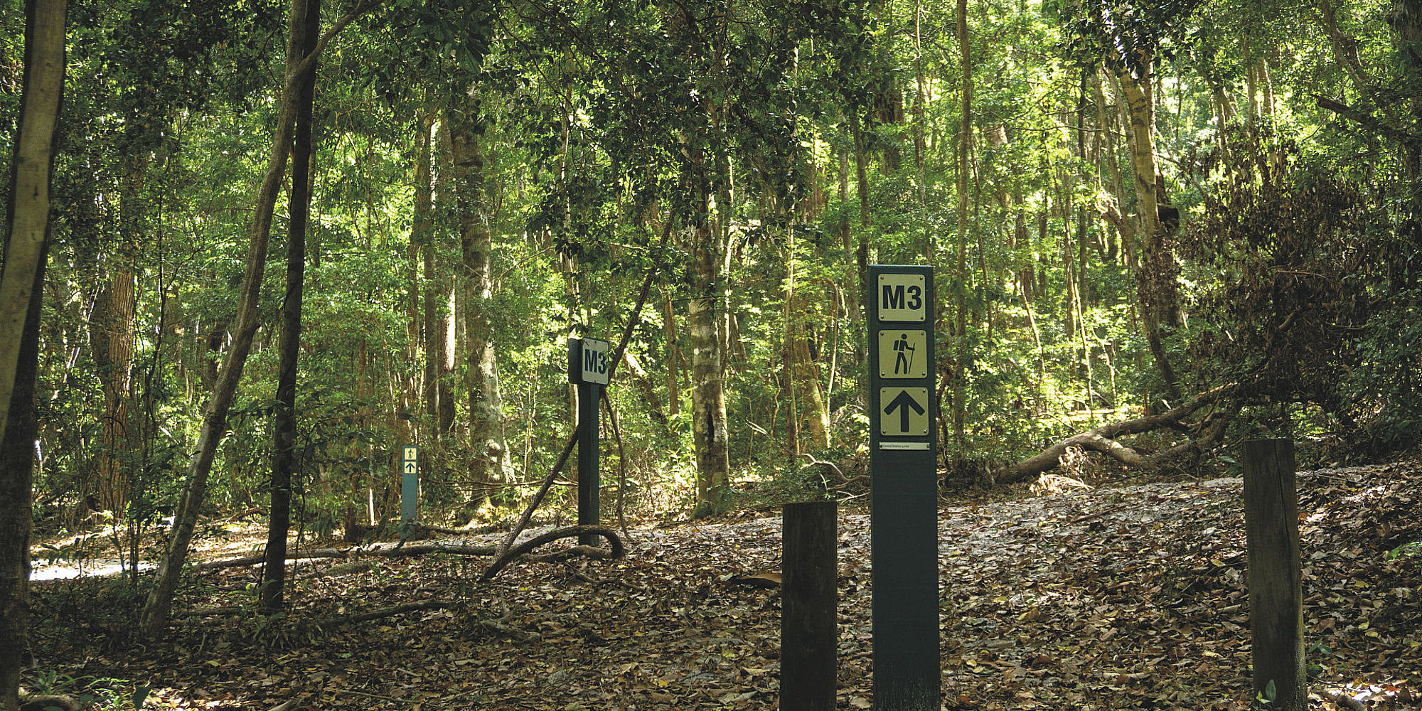 Fraser Island Hiking Rainforest
