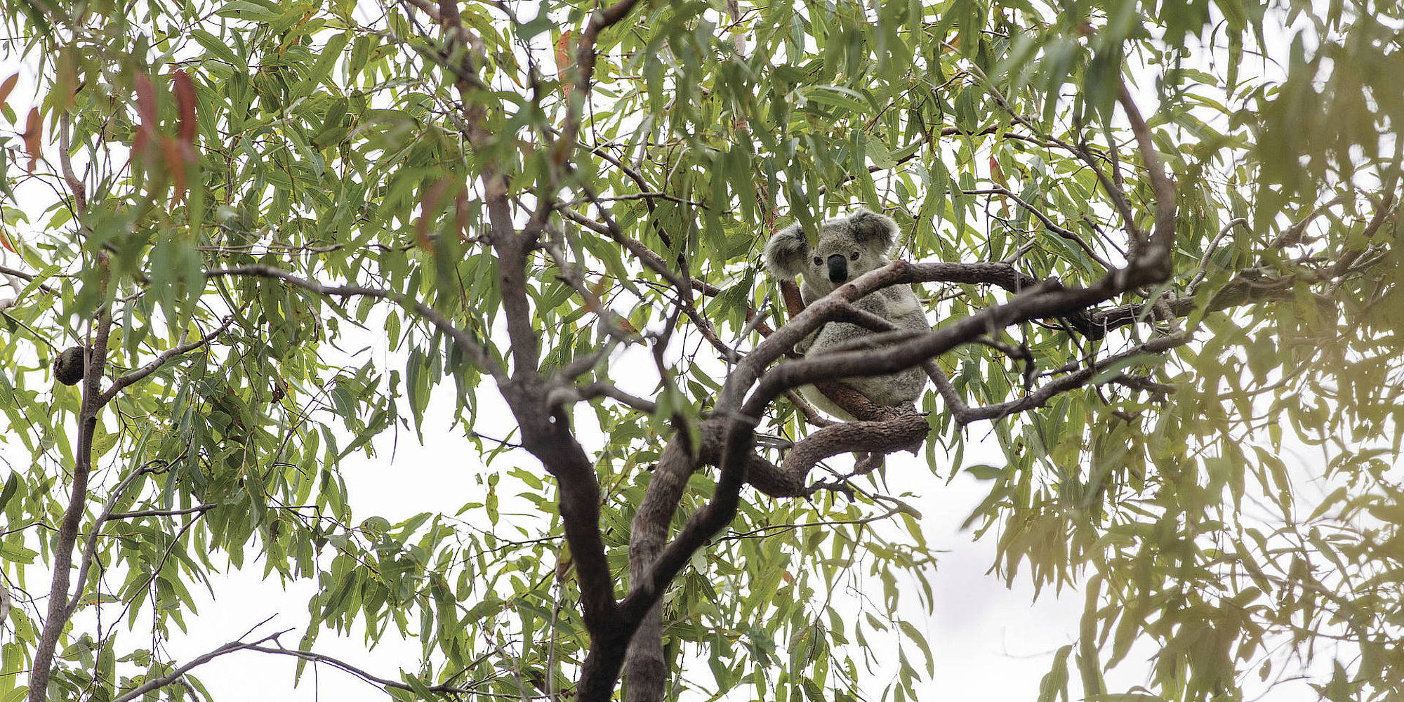 Magnetic Island Koala © Roslyn Budd | rondreis Australië