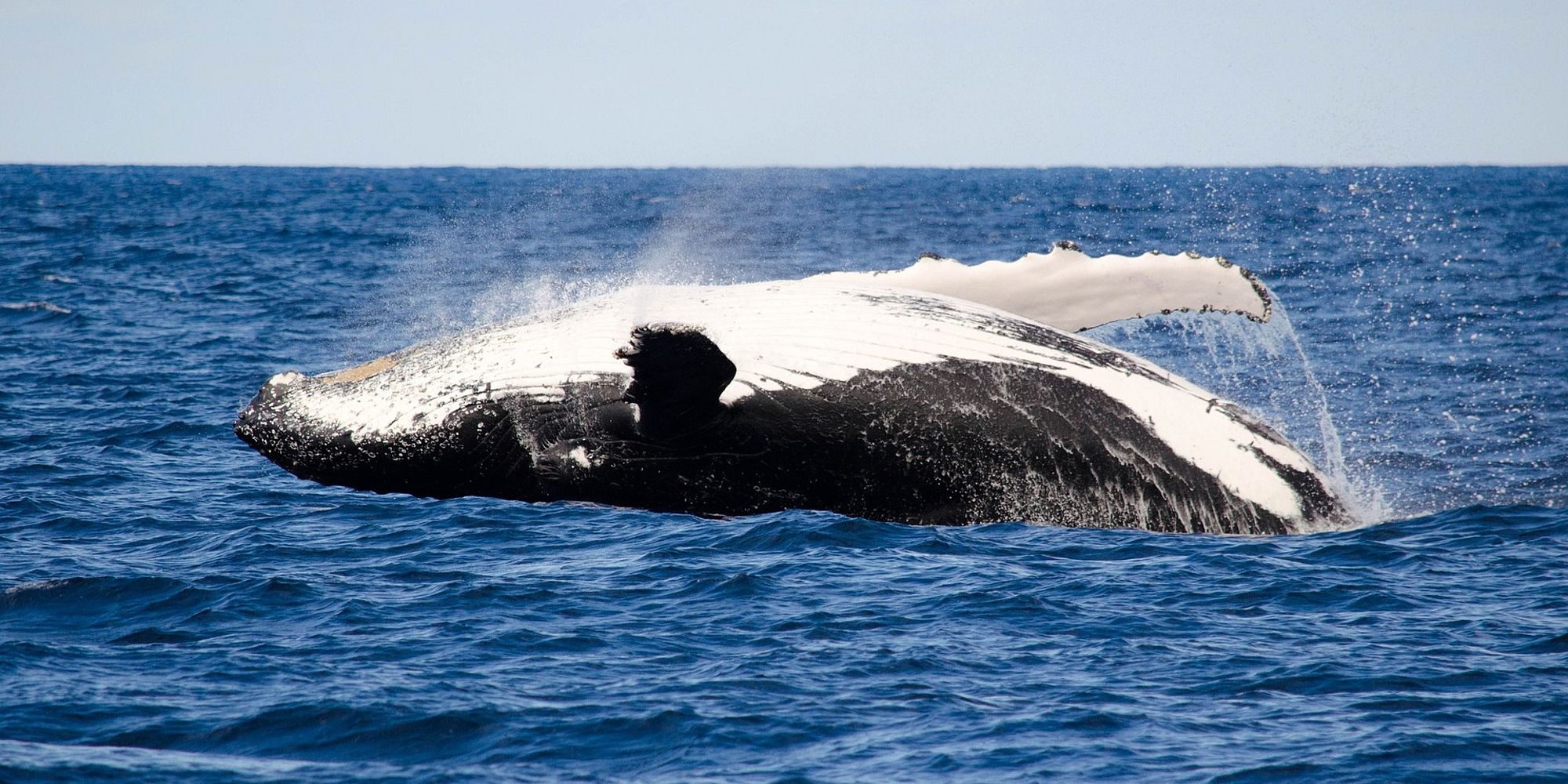 Bultrugwalvis | Dunsborough | Western Australia