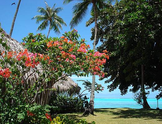 Hotel Hibiscus | hotels Frans Polynesië