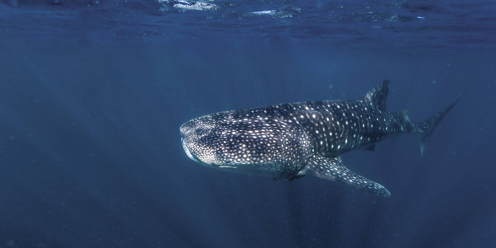 Ningaloo Reef walvishaai | Western Australia